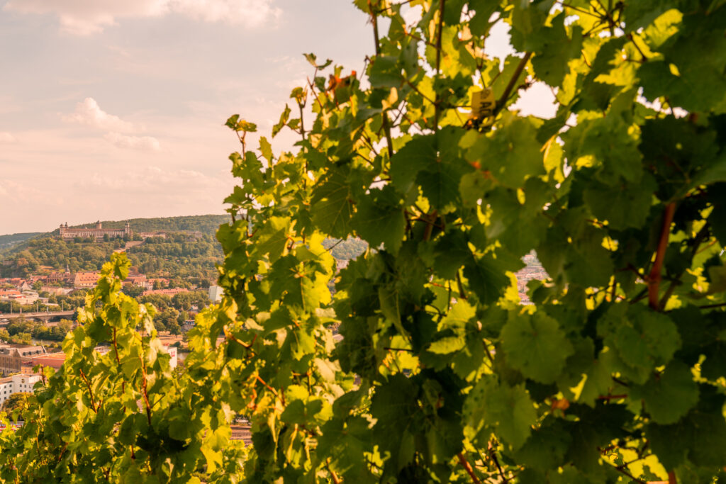 Weinberge bei der Steinburg Würzburg mit Blick auf die Stadt