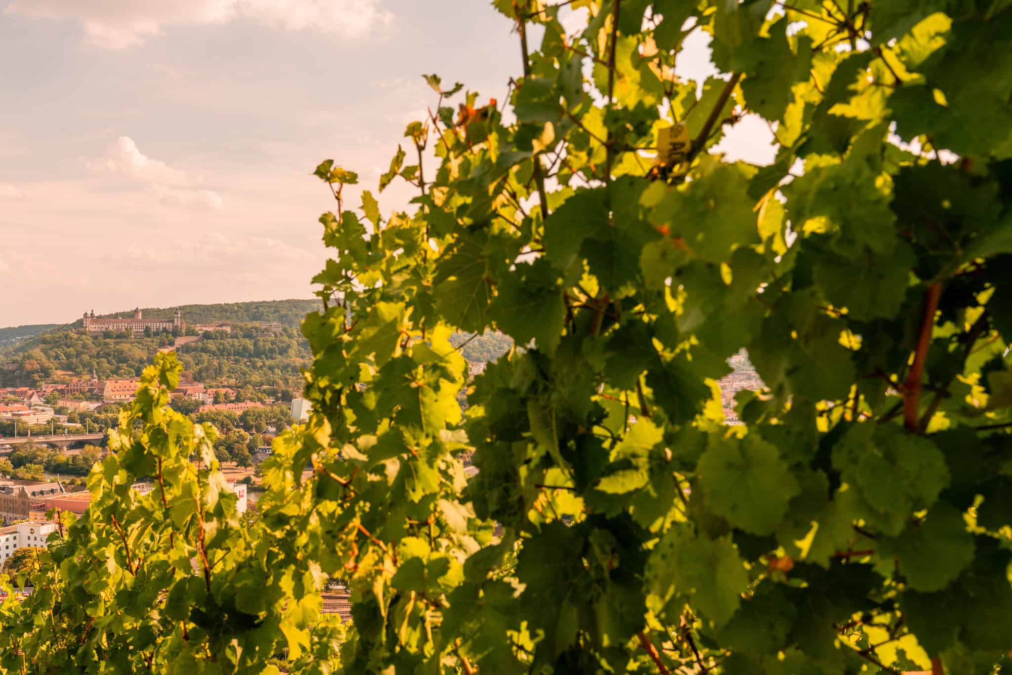 Weinberge bei der Steinburg Würzburg mit Blick auf die Stadt