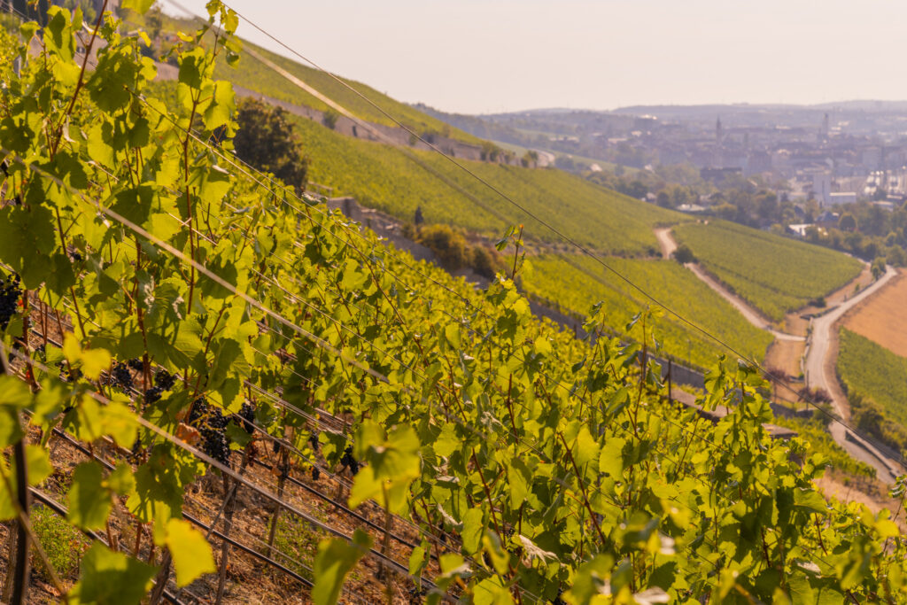 Weinberge auf der Steinburg Würzburg