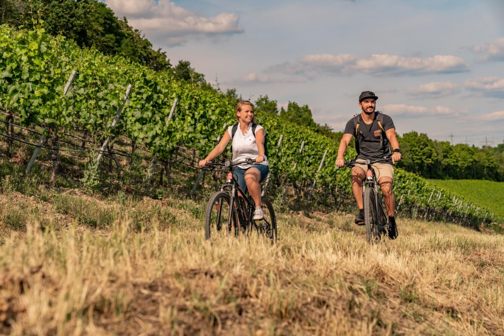 Zwei Fahrradfahren in den Weinbergen.