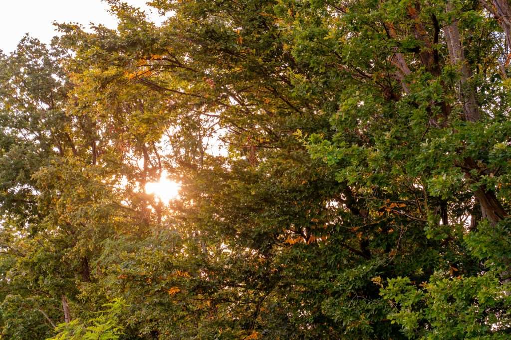 Sonnenstrahlen leuchten durch dichtes, grün-gelbes Blätterdach eines Waldes an einem Spätsommertag.